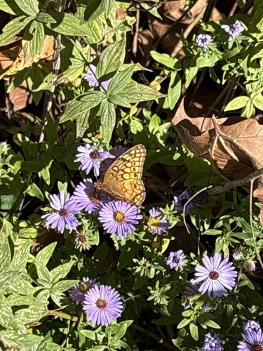 Variegated Fritillary