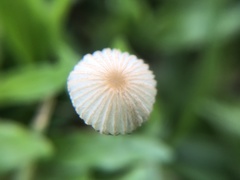 Coprinellus disseminatus