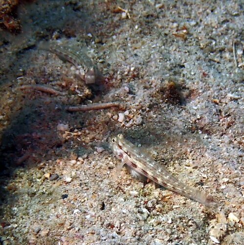 Gnatholepis cauerensis observed 2026-10-11