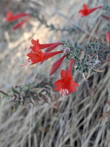California fuchsia seen in Sonoma Valley