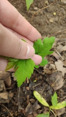 Spiraea chamaedryfolia