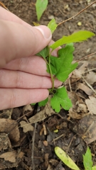 Spiraea chamaedryfolia