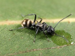 Polyrhachis mjobergi