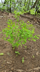 Spiraea chamaedryfolia