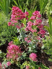 Centranthus ruber