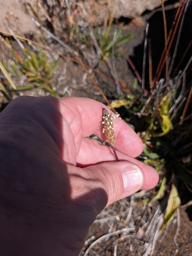 Plantago lanceolata observed 2026-09-29