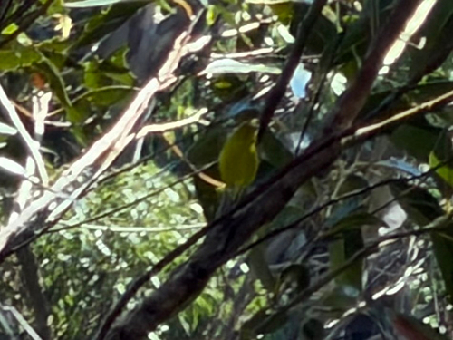 Chlorodrepanis flava, 2026-10-10
