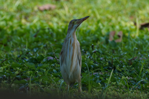 Ixobrychus sinensis observed 2026-10-11