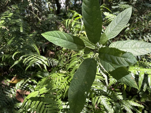 Clerodendrum cyrtophyllum observed 2026-10-11