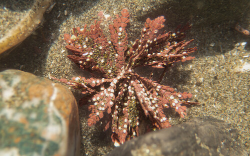 Bossiella orbigniana, 2026-10-10