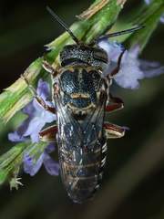Synocoelioxys