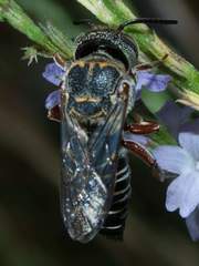 Synocoelioxys