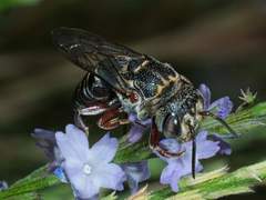 Synocoelioxys