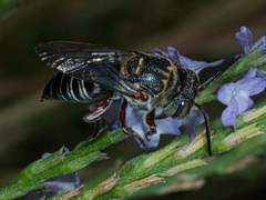 Synocoelioxys