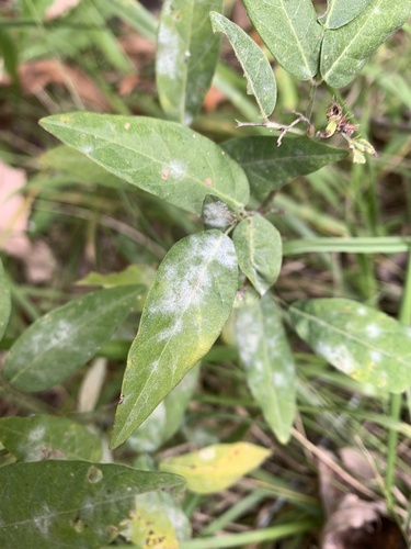 Erysiphe diffusa, 2026-10-10