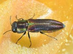 Agrilaxia flavimana