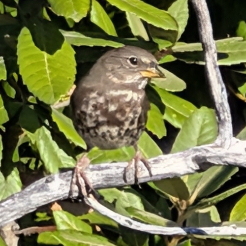 Fox Sparrow seen in Sonoma Valley