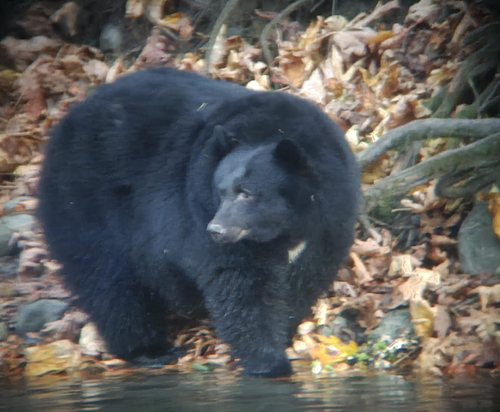 Black Bear sighting near Quinsam 12