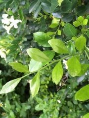 Murraya paniculata