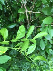 Murraya paniculata