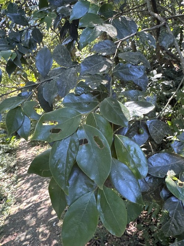 Lindera communis observed 2026-10-11