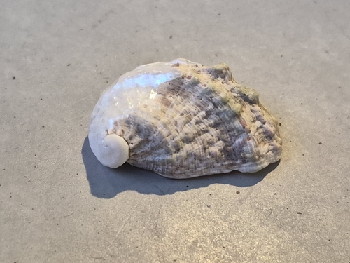 Stomatia phymotis observed 2026-10-05