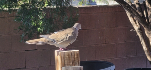 Eurasian Collared-Dove