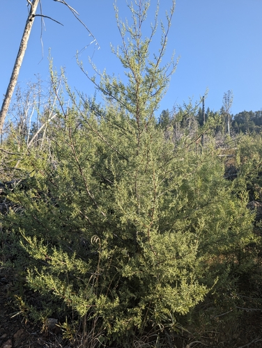 Cupressus sargentii observed 2026-10-09