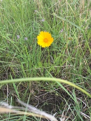 Coreopsis grandiflora