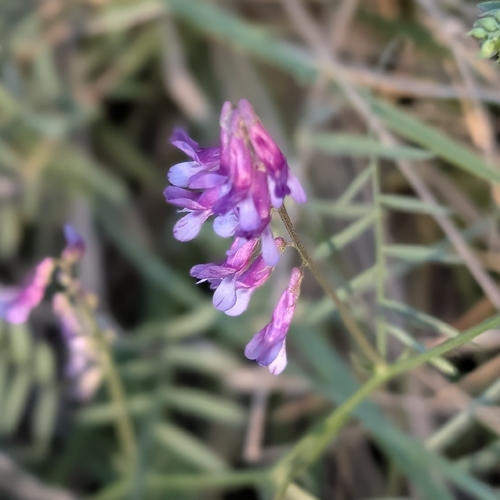Hairy Vetch seen in Sonoma Valley