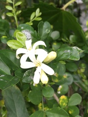 Murraya paniculata