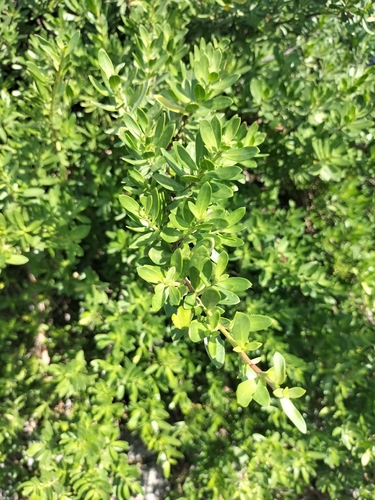 Pemphis acidula observed 2026-10-11