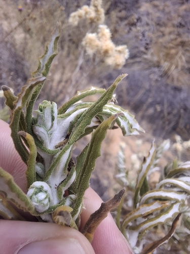 Pseudognaphalium biolettii, 2026-10-10