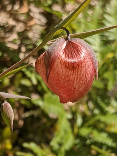 White fairy-lantern (Calochortus albus)