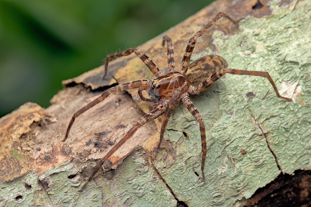 Centroctenus acara