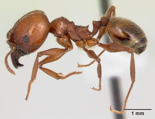 Pheidole bergiPheidole bergi
