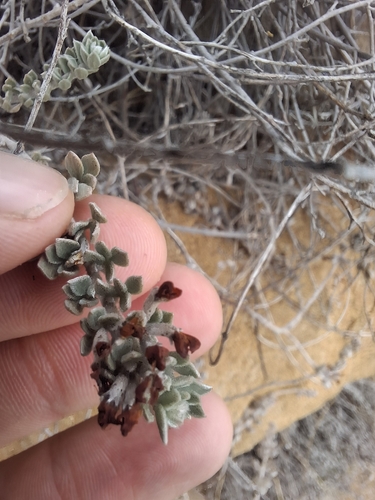 Acmispon argophyllus observed 2026-10-10
