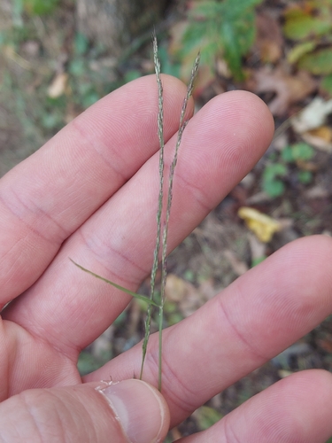 Muhlenbergia schreberi, 2026-10-09
