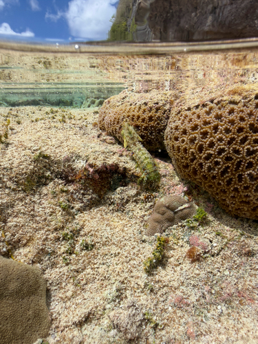 Gonodactylus observed 2026-10-10