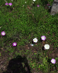 Ipomoea hartwegii