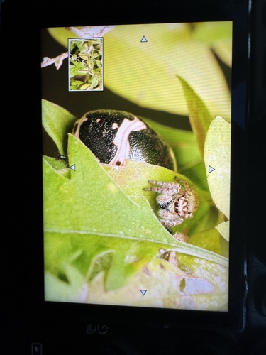 Clown Stink Bug