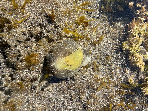 Haminoea virescens, 2026-10-09