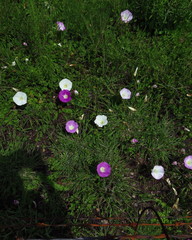 Ipomoea hartwegii