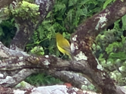 Chlorodrepanis flava, 2026-10-10