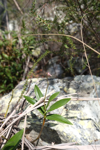Dendrobium kingianum observed 2026-10-11