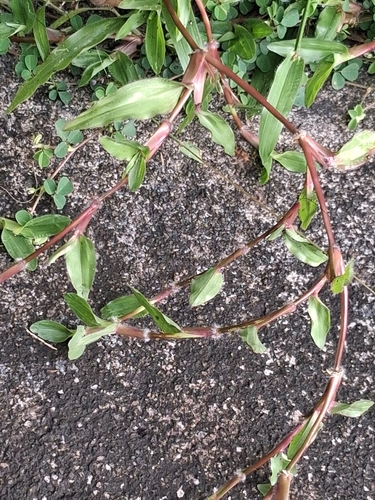 Axonopus compressus observed 2026-10-11