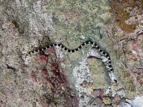 Myrichthys colubrinus observed 2026-10-04