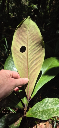Ardisia pachyrrhachis, 2026-10-11