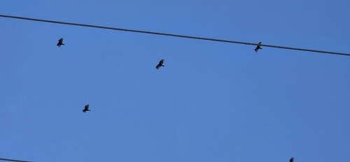 Turkey Vulture