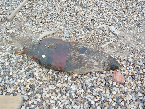 Caspian Seal